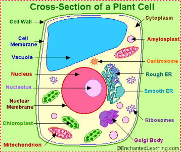 The plant cells